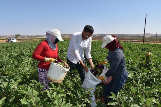 Gaziantep'te hasat başladı! Domates, patlıcan ve biber fiyatlarına etki edecek