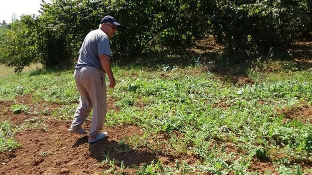 Trabzon'da 15 yıl önce üretimine başlanan ürünün bereketi kaçtı! Her yıl tonlarca toplanıyordu