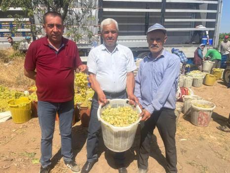Tadına doyum olmuyor! Üzüm bağlarında hasat başladı