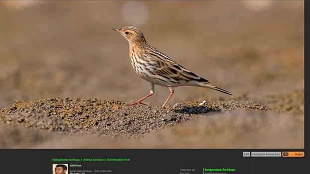 Dicle Vadisi'nde görüntülenen 'Kızıl gerdanlı incir kuşu' Türkiye haritasını değiştirdi!