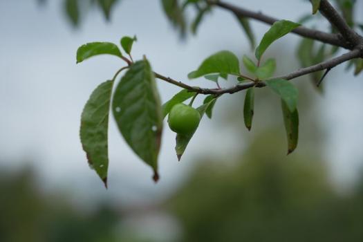 Kocaeli'de doğaya aykırı görüntü! Ekim ayında böylesi görülmedi
