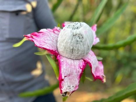Hataylı çiftçi kilosunu 180 TL'ye satıyor! 2 dönümde hasat başladı