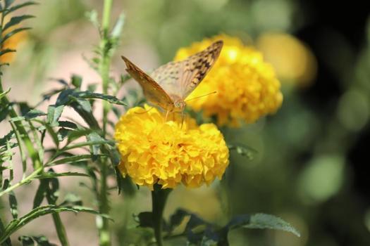 Şırnak'ta son dans başladı! Kış gelmeden ölüyorlar