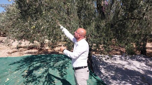 Bahçelerde hasat başladı! Rekolte düşük ama üreticinin kasası doluyor!