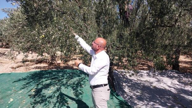 Türkiye'de zeytinyağının yüzde 20'sini bu ilçe karşılıyor! 'Sıvı altın'ın fiyatı ise 300 lira