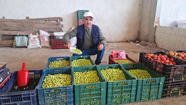 Hem sağlıklı hem de daha ucuza mal ediliyor! Salamura zeytin yapımı yaygınlaştı, yüzde 30 fark var