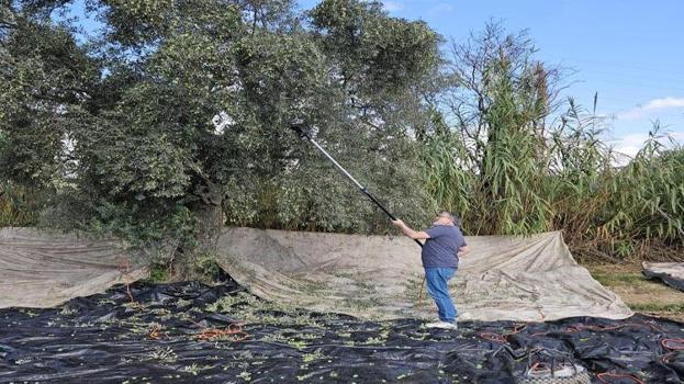 Yağışların ardından hasat başladı! Hem verim hem de rekolte üreticinin yüzünü güldürdü