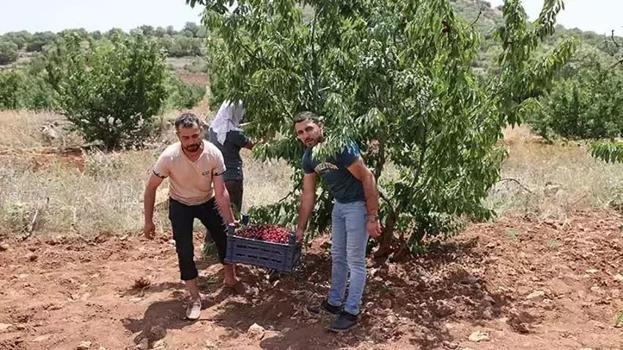 Tadına bakmak için ekti, Türkiye'nin 81 iline satmaya başladı! Mardin'de kasa kasa talep görüyor