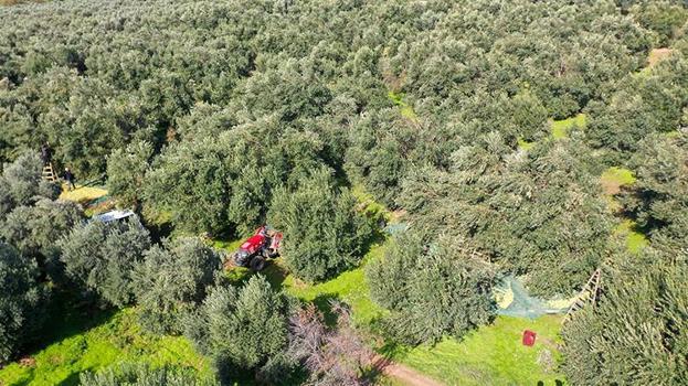 Manisa'da 17 milyon ağaçta hasat başladı! 'Yok yılı'nda ürünün kalitesi çiftçiyi sevindirdi