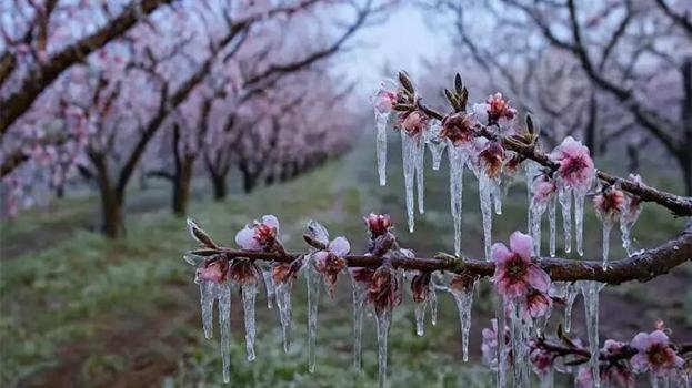 Adanalı üreticilere müjde! Destek ödemeleri başlıyor