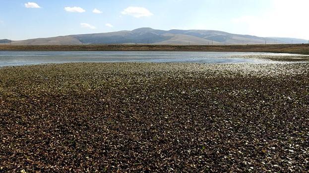 Göçmen kuşların durağı Asboğa Gölü alarm veriyor! Su seviyesi 60 metre çekildi