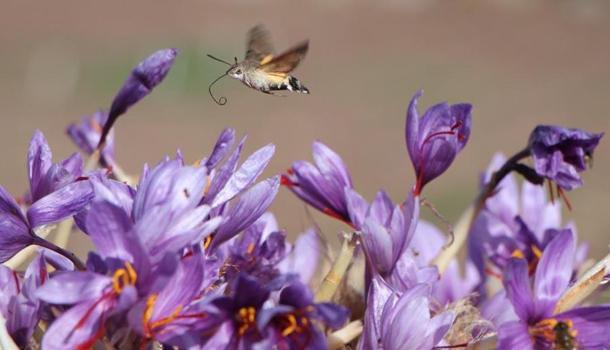 Dünyanın en pahalı baharatı! 'Anadolu'dakiler' projesinin ilk 'İmeci Ağı' etkinliği