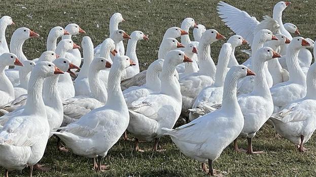 Kars’ta kışın habercisi: ‘Kar yiyen kazlar’ sofralar için hazır