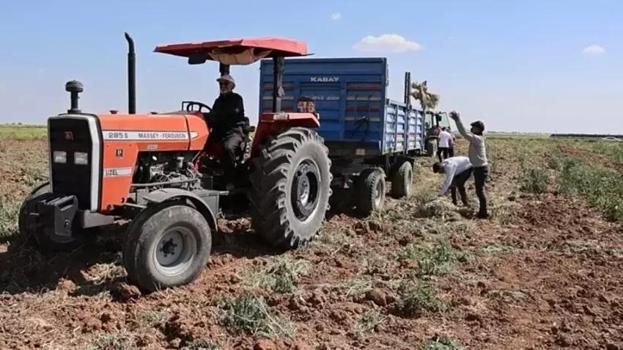 İngiltere'de duydu Aksaray'da tohumunu ekti! Hasat zamanı Avrupa'dan tonlarca sipariş aldı: Servet kazandı