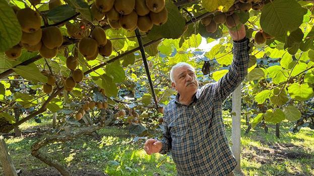 Ordu’da kivi için ‘erken hasat’ uyarısı: 'Ürünün raf ömrünü kısaltıyor'