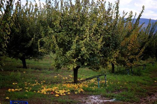 Meyve bahçelerinin altın sarısını don vurdu! Onlarca dönümden 2 kasa çıktı, fiyatı fırlayabilir