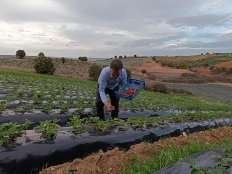 Mevsimi mayıs-haziran ama burada kasım ayında da mahsul veriyor! Kilogram fiyatı 150 liradan satılıyor