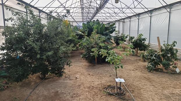 Karadeniz'de yetişmeye başladı! Belediye harekete geçti: Adım başı kuruluyor