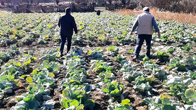 Alucra'da 7/24 nöbet başladı! Hırsızlar o ürüne göz dikti, kasa kasa çalıyorlar