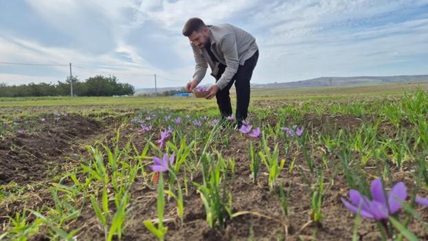 Bu topraklardan adeta para fışkırıyor! Kilogram fiyatı 600 bin lira olacak