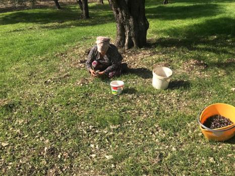 Zeytinin en doğal halini tüketmek isteyenler tercih ediyor! Kilogram fiyatı 450 liradan satılıyor