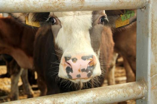 Bolu'da şap alarmı! 18 köy ve 4 mahalle karantinaya alındı