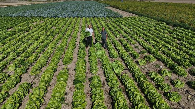 Kış yaklaştı, hasadı başladı! Tarlada 25 TL, tezgahlarda 70 TL