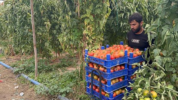 Isparta'da sıcak hava hasat sezonunu uzattı! Köyde işçi bulunamayınca köye göç başladı