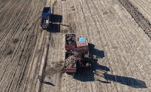 Muş Ovası'nda hasat başladı! Üretim rekoru kırıldı: Bölge ekonomisine can veriyor