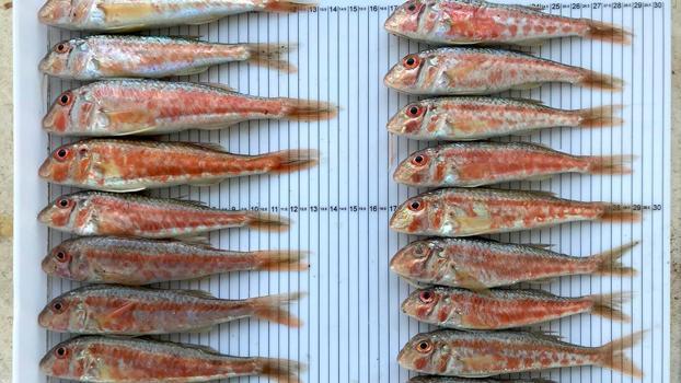 Karadeniz'de iki yıllık araÅŸtırma sonuçlandı: Bir bardak sudaki risk, 7 kilo balıktan daha fazla