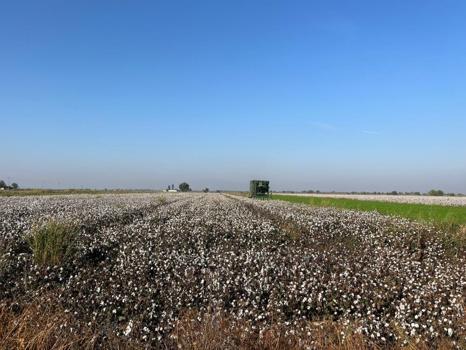 Yağışlar ürünün fiyatını etkiledi! Fiyatlar yüzde 16 düştü, 26 lirayı gördü