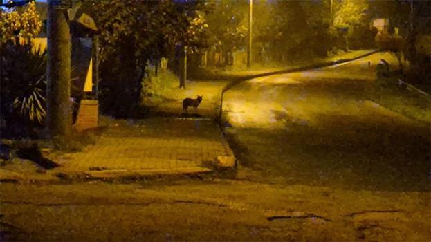 Bartın’da şehir merkezine inen çakal sürüsü site bahçesine kadar girdi! O anlar kameralara yansıdı