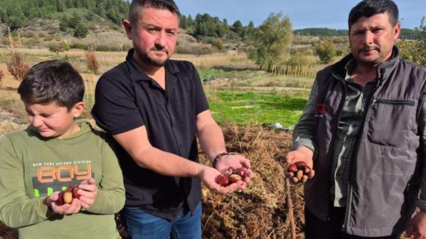 Kazancı yüksek ama işçi bulamıyorlar! Denizli'de hasat başladı! Her yerden talep yağıyor