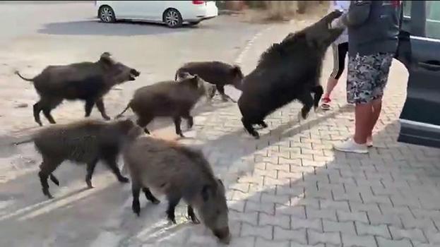 Kuşadası'nda şok görüntüler! Elinden ekmek kapmak isteyen yaban domuzu turistin kolunu ısırdı