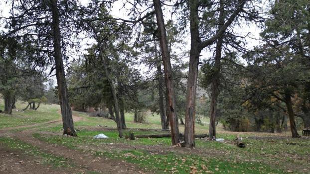 Tokat'ta Asırlık Gizem! 'Şehit kanından filizlenen' ormanda bin yıldır tek bir ağaç bile kesilmiyor!