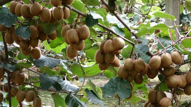 Samsun'da hasat başladı! Gramı 90 liradan satılıyor: Fiyatlar yüzde yüz arttı