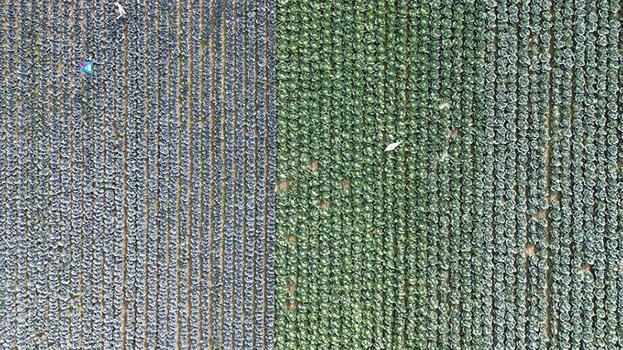 Bafra Ovası'nda gizli lezzet ortaya çıktı! Kırmızı karnabahar tarlasına çiftçi akını!
