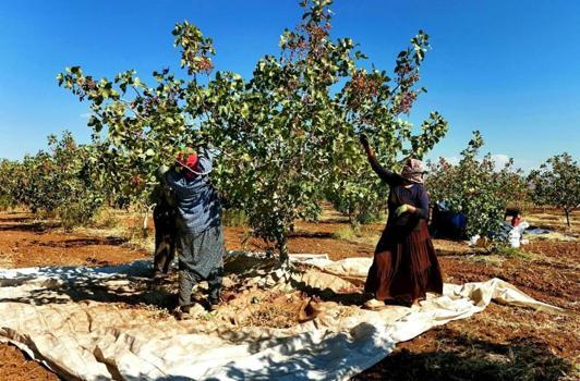 Diğer bölgelerin aksine burada verim çok yüksek oldu! Fiyatları aşağı çekecek
