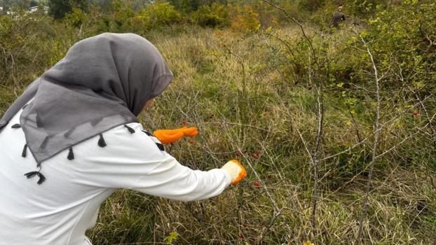 Karadeniz'de tek tek toplayıp kasa kasa satıyor! Zonguldak'ta başladı: Köylü fiyatını belirledi
