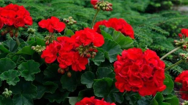 Bu 5 çiçek evliliği geciktiriyor: Bekar kadınlar evine sokmasın!