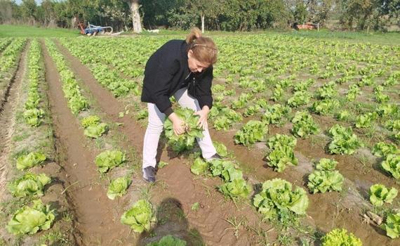 Aydın'da tarladan alınıp analize gönderildi! Hasat öncesi bulundu