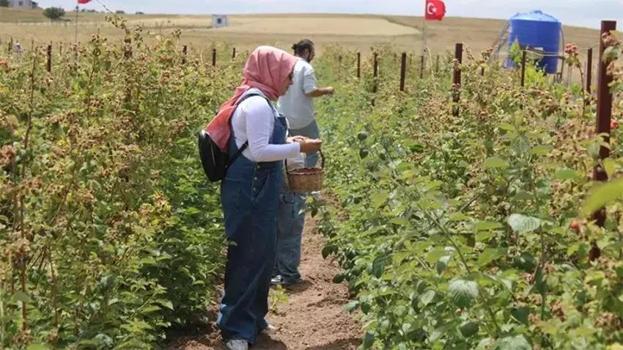 Yılın 12 ayında ürün veriyor! Eken büyük servet kazanıyor: 81 ilde üretim yapılabiliyor