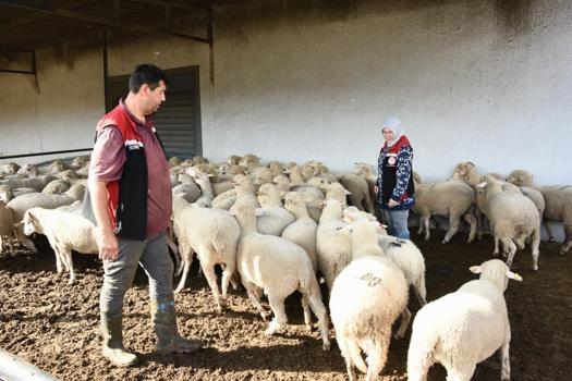 İzmir'de yerel kalkınmaya dev adım! 210 küçükbaş hayvan teslimatı tamam! Üreticiler safkan damızlıklarla sürülerini güçlendiriyor