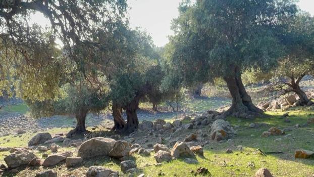 Türkiye'de sadece Gökçeada'da yetişiyor: Ne ilaç var ne gübre, hala meyve vermeye devam ediyor!