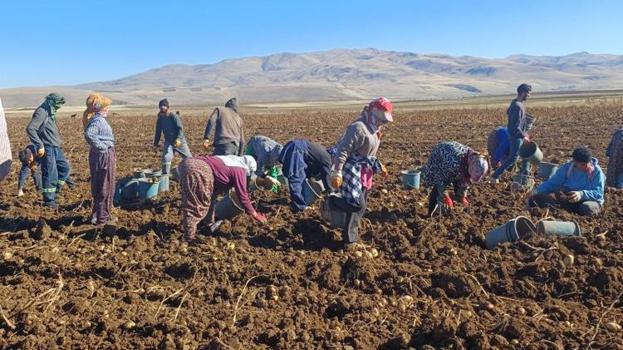 Muş'ta deneme amaçlı ekildi! İlk hasat şaşırttı: Çiftçi bayram etti