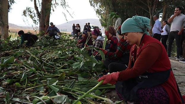 Hatay'da Gölbaşı Gölü'nü kaplayan istilacı çiçekler 30 kadının hayatını değiştirdi! Amfibi araçlarla göl temizleniyor, kadınlar sigortalı iş sahibi oluyor