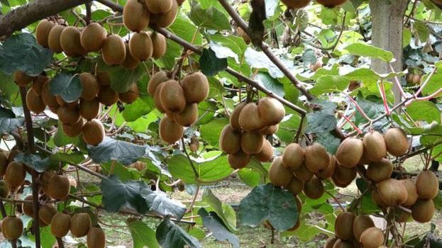 Yalova'nın coğrafi işaretli meyvesi kivide hasat sevinci: Kilosu 80 ila 100 lira arasında değişiyor