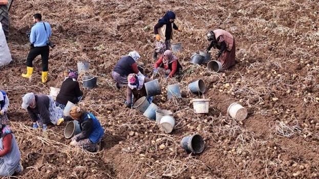 Sivas'ta yılın son hasadı başladı! Bir kere ekti, tonlarca toplayacak, kilosu 30 lira
