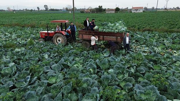 125 bin tonluk rekolte bekleniyor! Bafra Ovası'nda hasadı başladı: Tarlada 8 TL'den satılıyor