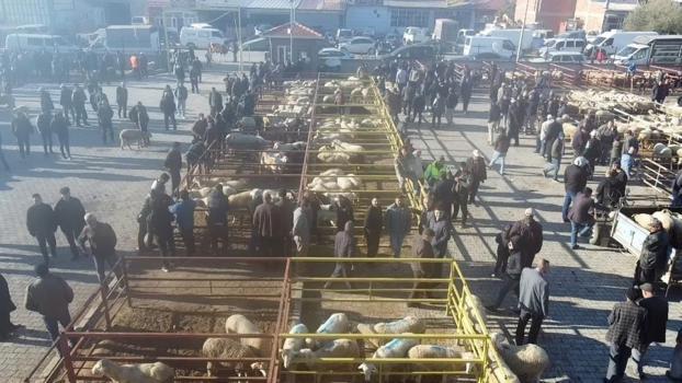 Afyon'da açılışı yapıldı! 70 kilosu 17 bin TL'ye satılıyor